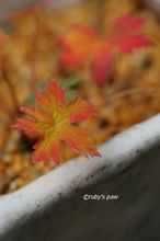 20141121_8540.jpg