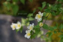 20150330_9386.jpg