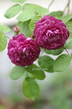 20150428_0075.jpg