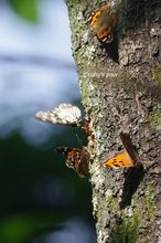 20150522_6754.jpg