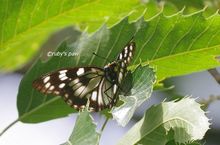 20150522_6866.jpg