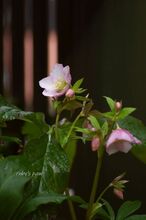 IMGP1498.jpg